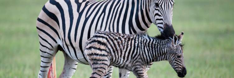 Mokoro in the Moremi Game Reserve