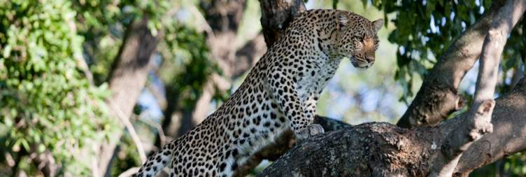 Moremi Game Reserve Game Drive Safari