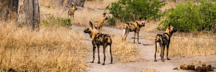 Transfer to Moremi Game Reserve & Afternoon Game Drive