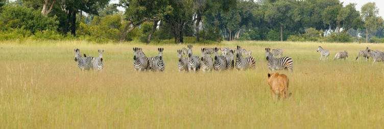 Game Viewing and Possible Fishing