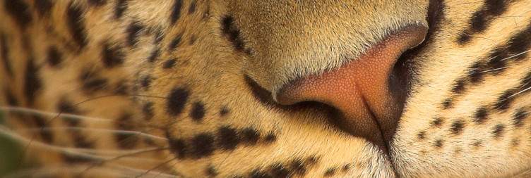 Enjoy Game Viewing