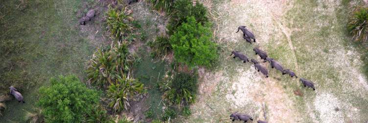 Explore the Okavango Delta