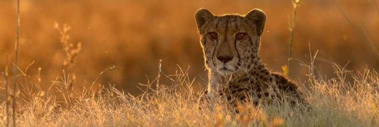 Game Drives and Mokoro in the Shinde Concession