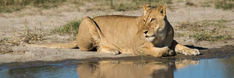 Full-Day Safari in Savuti