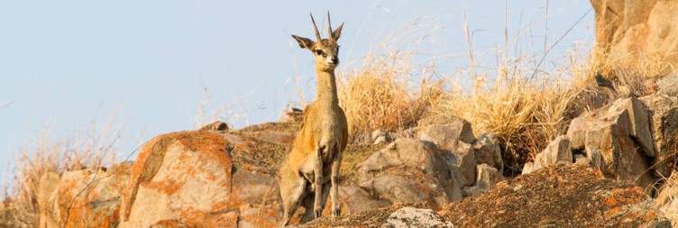 Full Day Safari Experience in Savuti