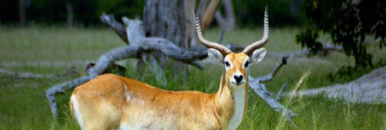 Wildlife Viewing in the Selinda Reserve, Okavango Delta