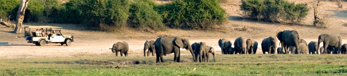 5-Day Botswana Safari - Short and Sweet