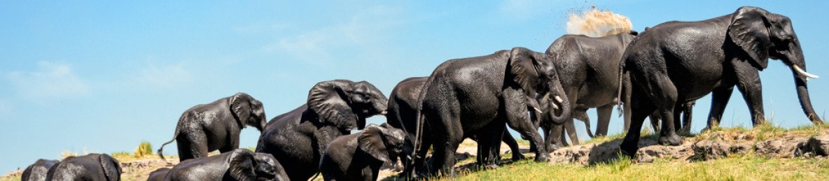 7-Day Chobe, Okavango Delta & Victoria Falls Luxury Tour