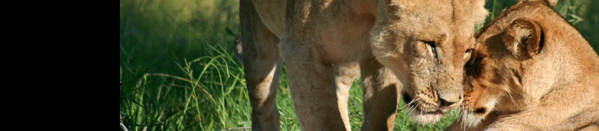 8-Day Wild Wonders Safari