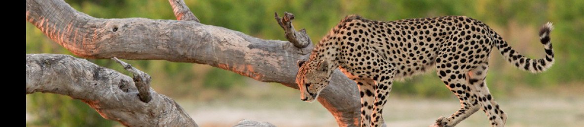 12-Day Hwange NP, Victoria Falls, Chobe NP to Okavango