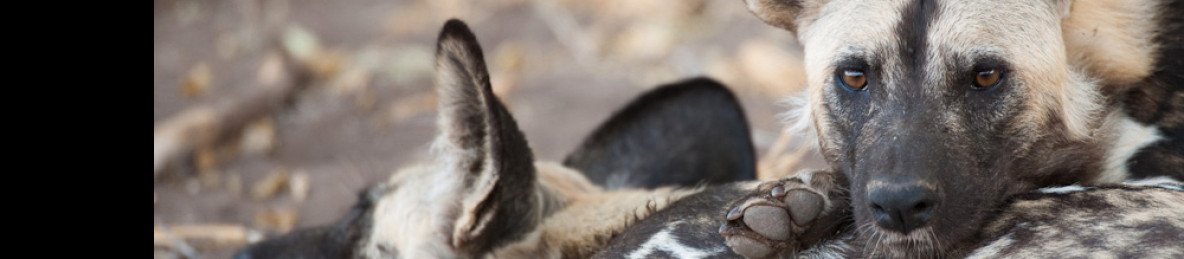 5-Day Waterways & Wilderness, an Okavango Safari