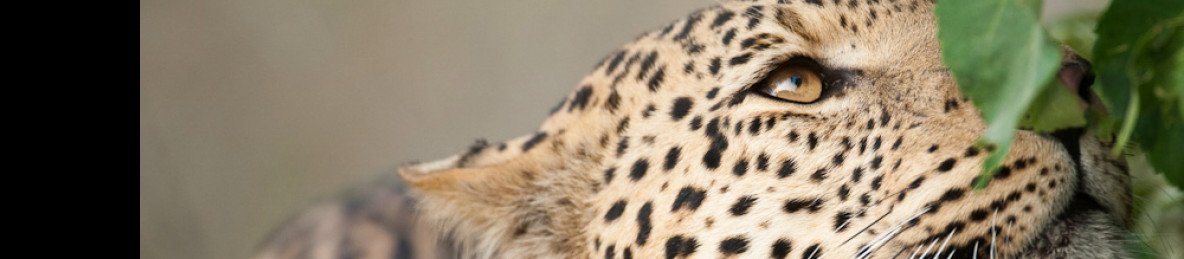 9-Day Luxury Botswana Safari and Mozambique Beach