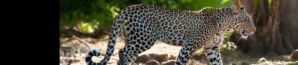 4-Day Discover Victoria Falls, Chobe NP and Hwange NP