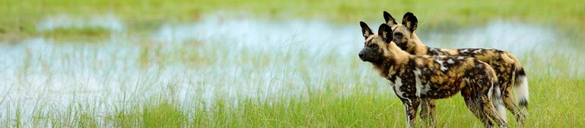 5-Day Value for Money Botswana Safari