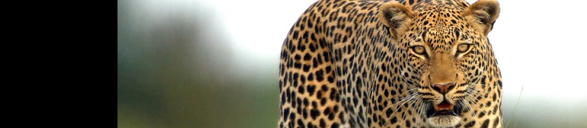 9-Day Okavango Delta & Victoria Falls Bespoke Tour