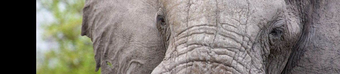 7-Day Luxury Botswana Safari Tour