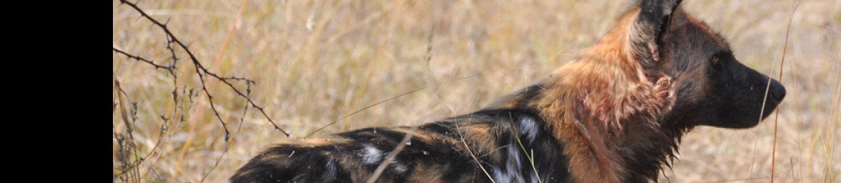 6-Day Hwange NP, Victoria Falls and Chobe NP