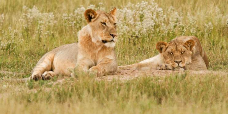 5-Day Botswana Chobe and Delta Luxury Fly in Safari
