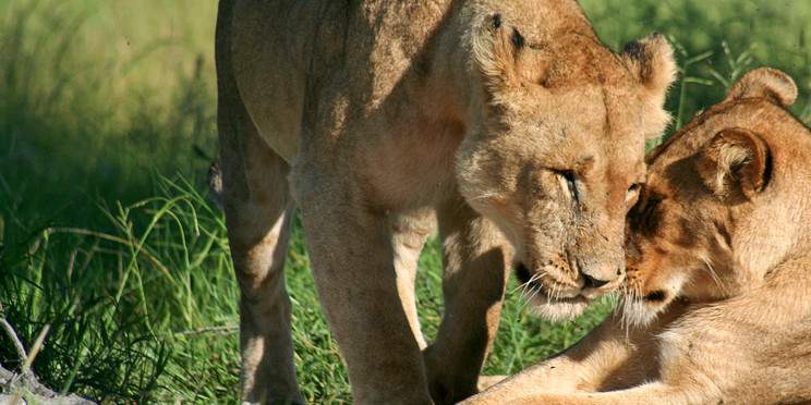 8-Day Wild Wonders Safari