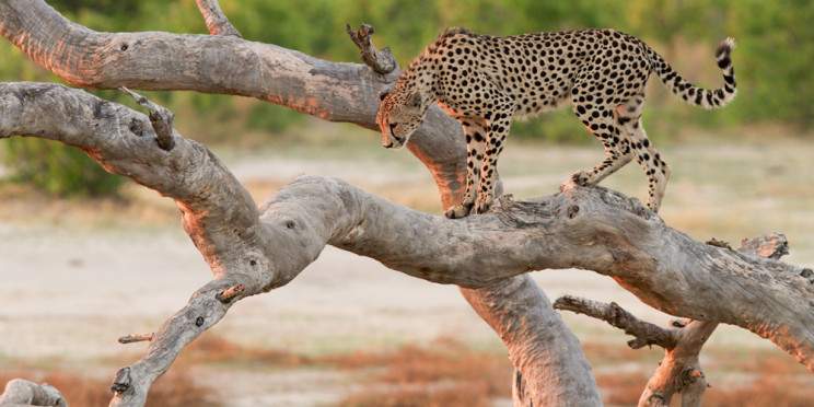12-Day Hwange NP, Victoria Falls, Chobe NP to Okavango