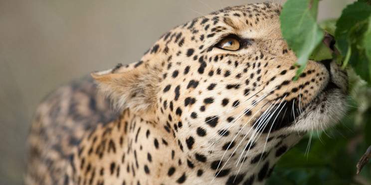 9-Day Luxury Botswana Safari and Mozambique Beach