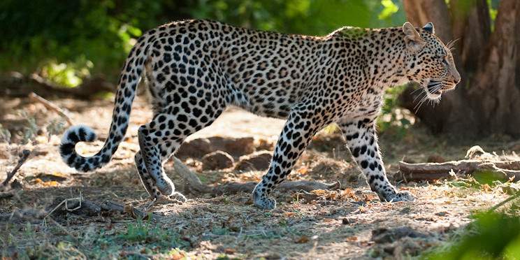 4-Day Discover Victoria Falls, Chobe NP and Hwange NP