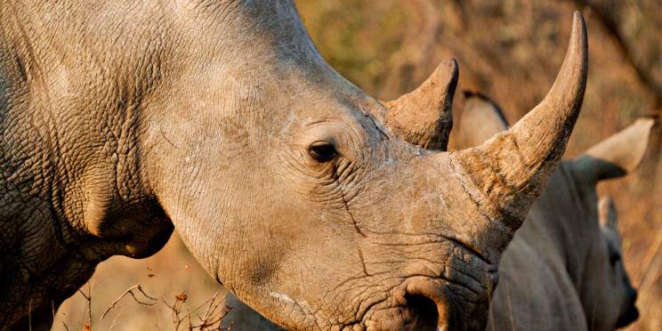 15-Day Journey into the Heart of Zimbabwe and Botswana