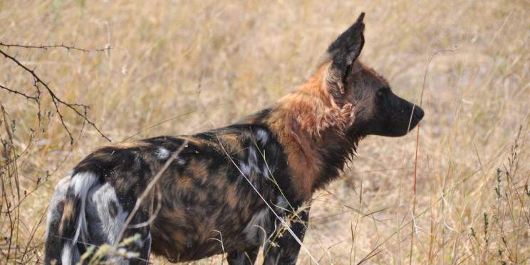 6-Day Hwange NP, Victoria Falls and Chobe NP