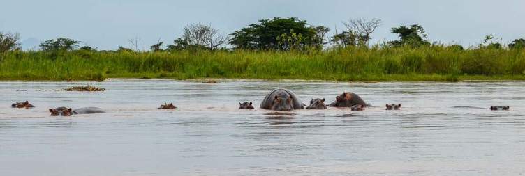 Animal viewing in Rusizi national park, Livingstone –Stanley Monument (45min)