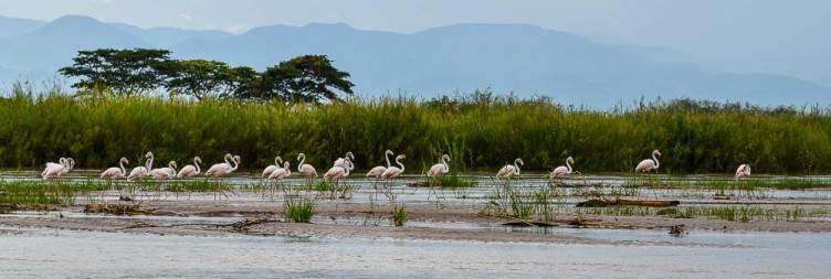 Bujumbura - Rusizi National Park - Bujumbura