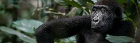 12-Day Best of Congo Safari Tour
