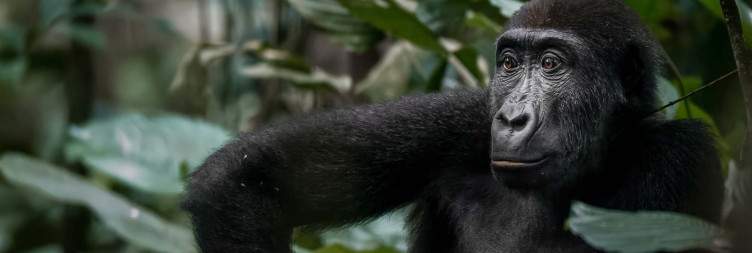 13-Day Congo Gorilla Trekking & Safari Tour