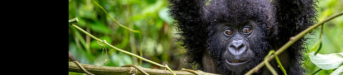 9-Day Epic Congo Adventure