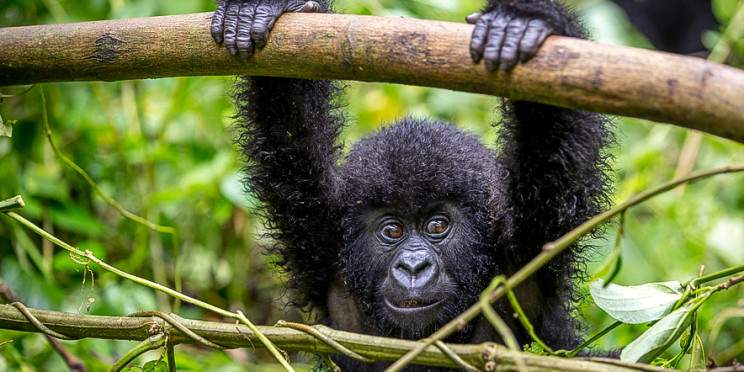 9-Day Epic Congo Adventure