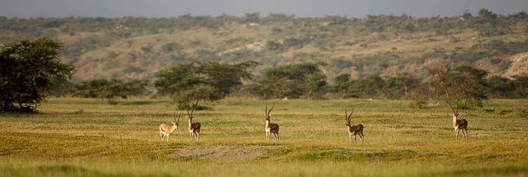 Drive Addis Ababa to Abijata National Park & Visit Wildlife