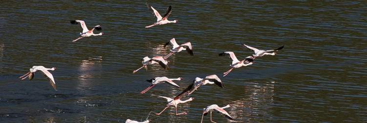 Ziway to Abijata-Shala National Park