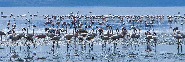 Lake Ziway – Abijatta-Shalla – Lake Langano