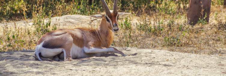 Addis Ababa to Abijatta-Shalla National Park & Lake Langano Stay