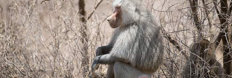 Gondar - Addis Ababa - Awash National Park