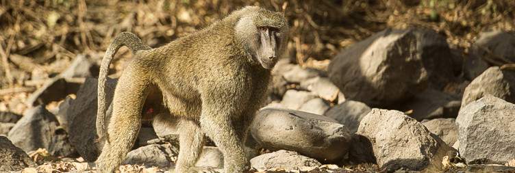 From Addis abeba drive to Awash National park