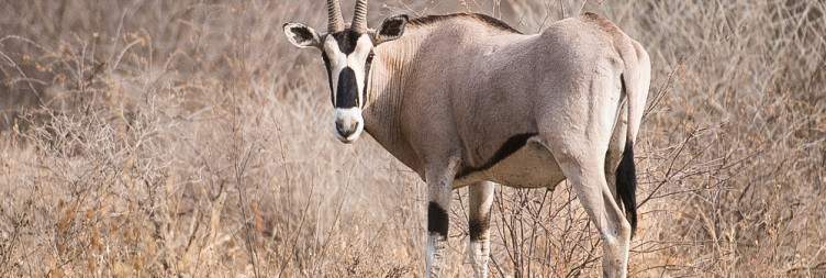 Drive from Addis Ababa to Awash National Park