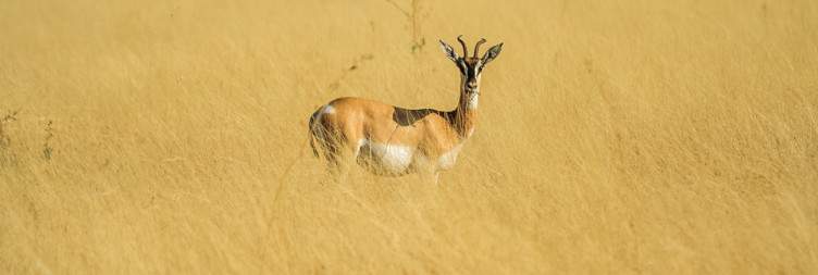 Awash National Park