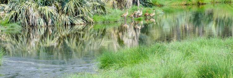 Awash National Park - Bale Mountains National Park