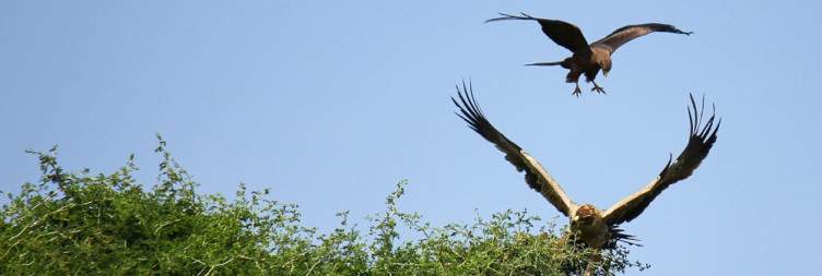 Ziway to Awash National Park