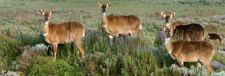 Dinsho – Sanetti Plateau – Harenna Forest