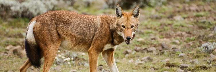 Fly to Bale Goba and Explore Bale Mountains National Park