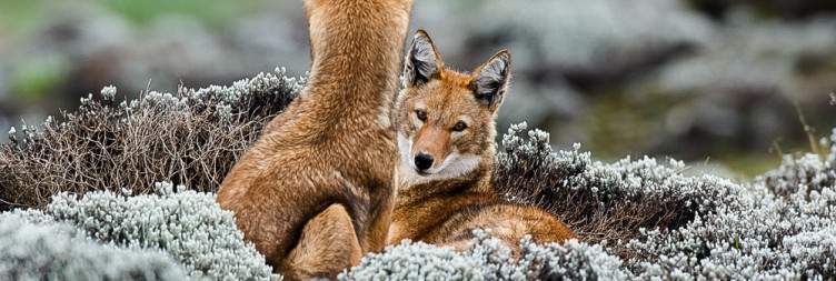 Goba - Bale Mountains National Park