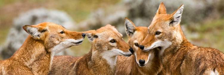 Drive Addis Ababa to Bale Mountains