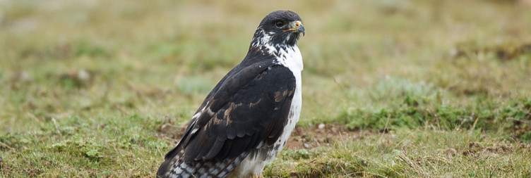 Tullu Dimtu Birdwatching