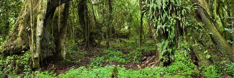 Explore Harena Forest